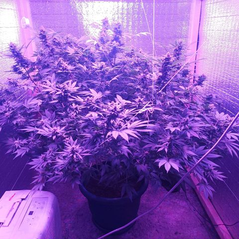 María growlog timeline photo