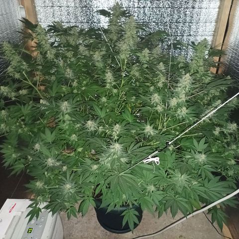 María growlog timeline photo