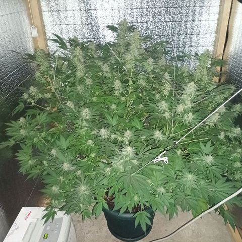 María growlog timeline photo