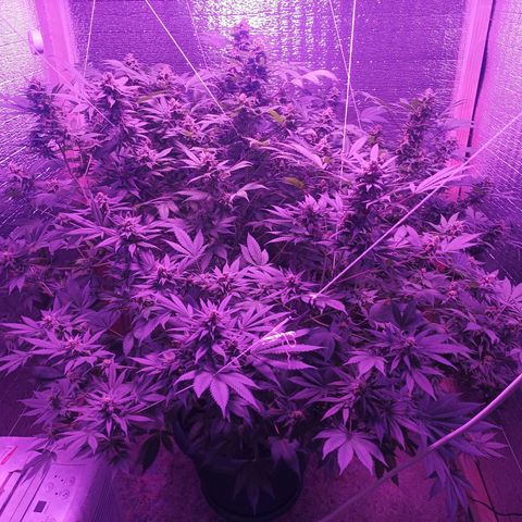 María growlog timeline photo