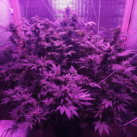 María growlog timeline photo