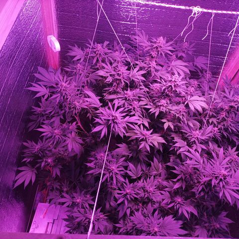 María growlog timeline photo