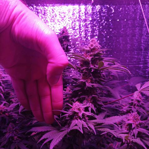María growlog timeline photo