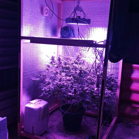 María growlog timeline photo
