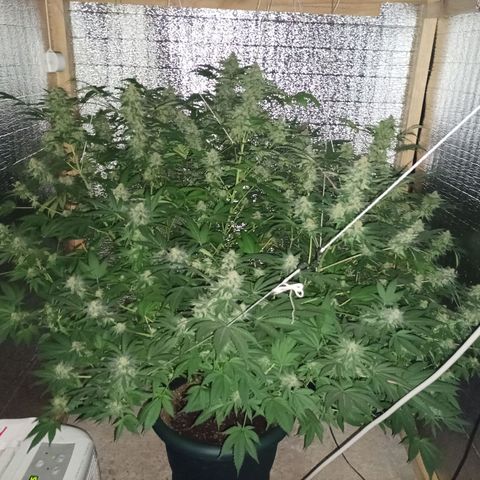 María growlog timeline photo