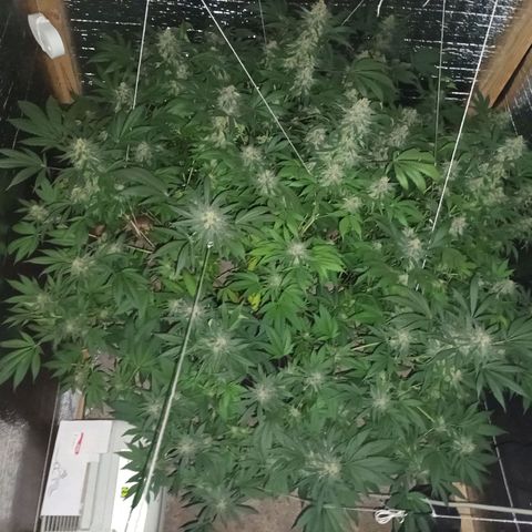 María growlog timeline photo