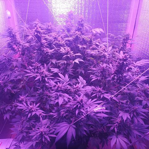 María growlog timeline photo