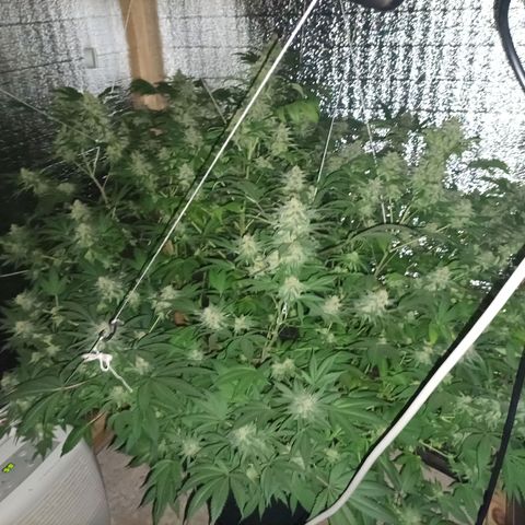 María growlog timeline photo