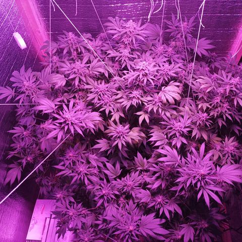 María growlog timeline photo