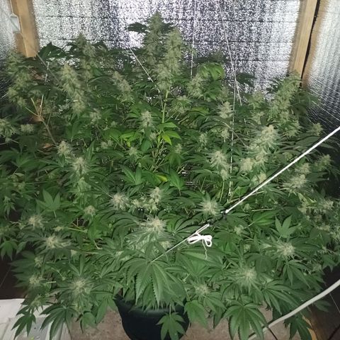 María growlog timeline photo
