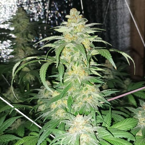 María growlog timeline photo