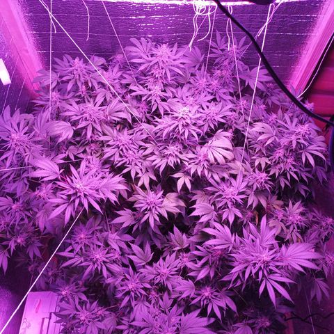 María growlog timeline photo