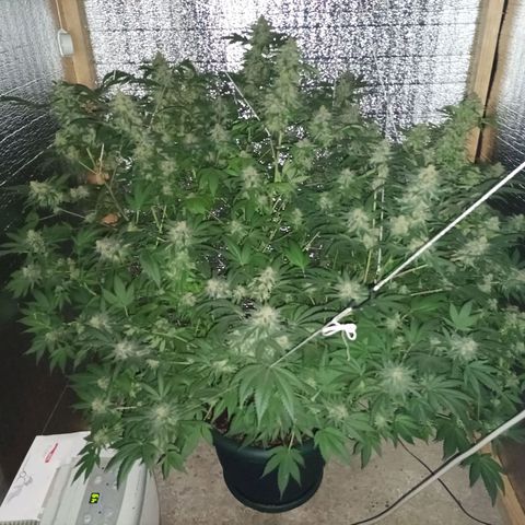 María growlog timeline photo