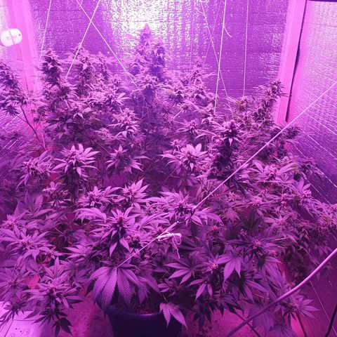 María growlog timeline photo