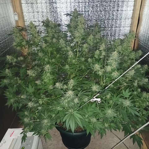 María growlog timeline photo