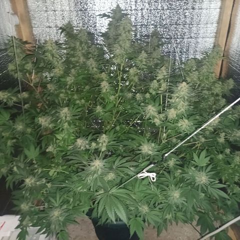 María growlog timeline photo