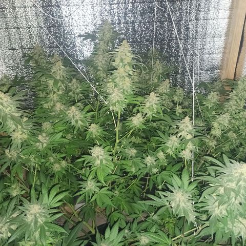 María growlog timeline photo