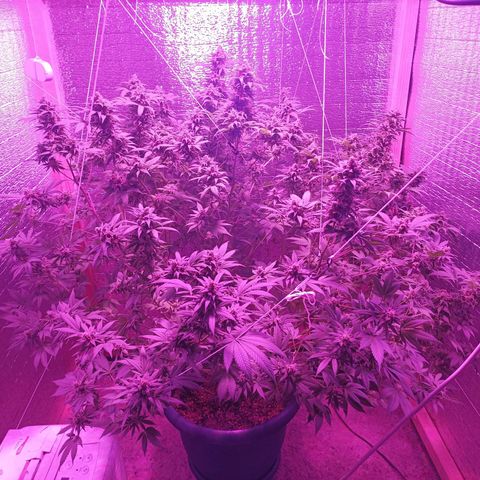 María growlog timeline photo