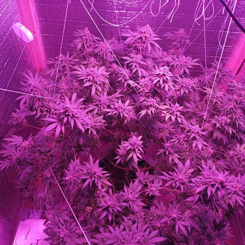 María growlog timeline photo