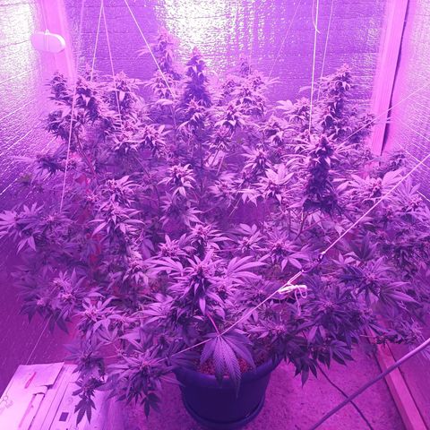 María growlog timeline photo