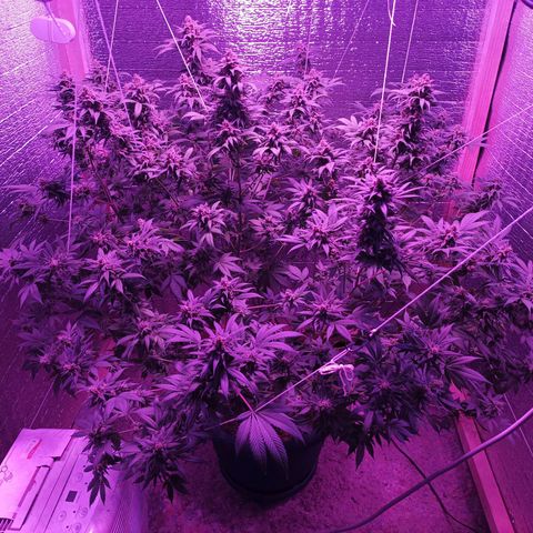 María growlog timeline photo