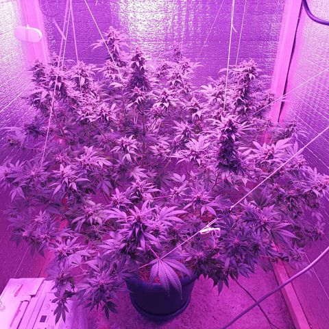 María growlog timeline photo