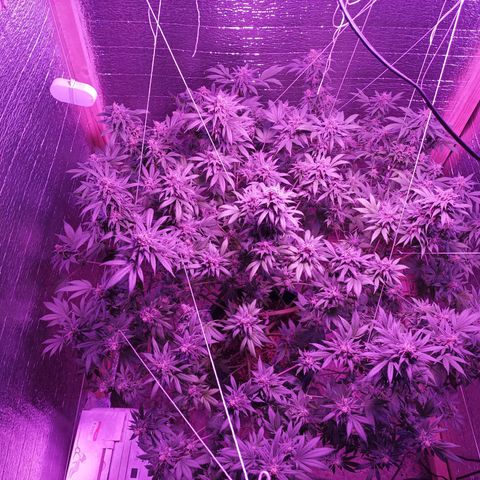 María growlog timeline photo