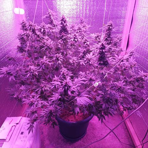 María growlog timeline photo