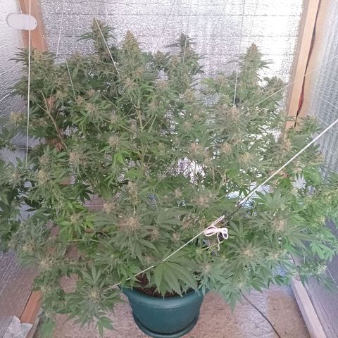 María growlog timeline photo