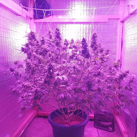 María growlog timeline photo