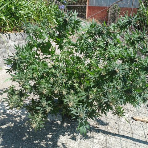 María growlog timeline photo