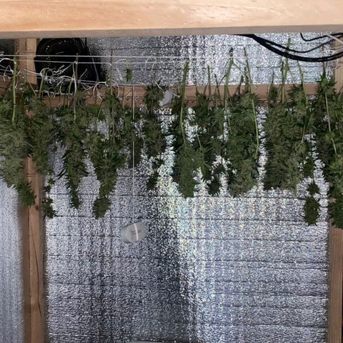 María growlog timeline photo