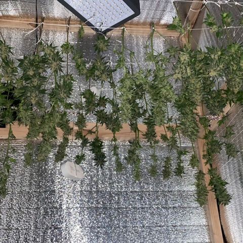 María growlog timeline photo