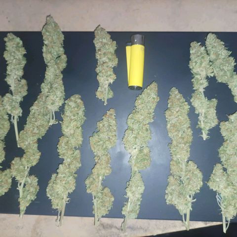 María growlog timeline photo