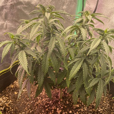 Unknown strain growlog timeline photo