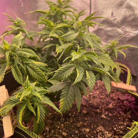 Unknown strain growlog timeline photo