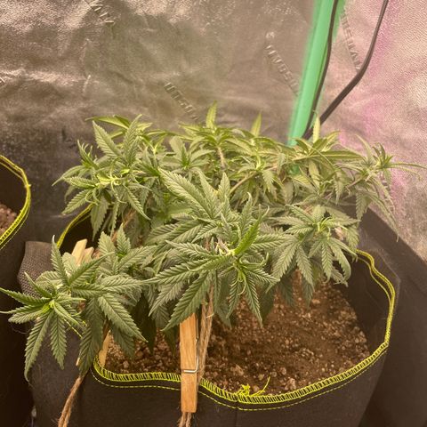 Unknown strain growlog timeline photo