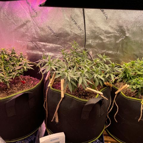 Unknown strain growlog timeline photo