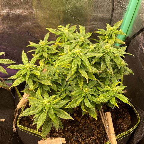 Unknown strain growlog timeline photo