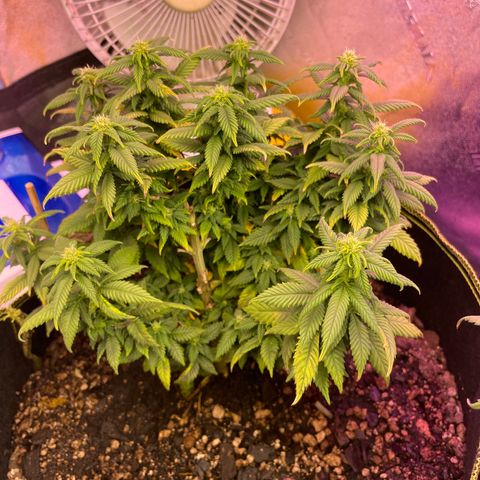 Unknown strain growlog timeline photo