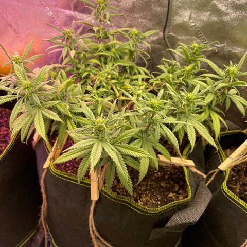 Unknown strain growlog timeline photo