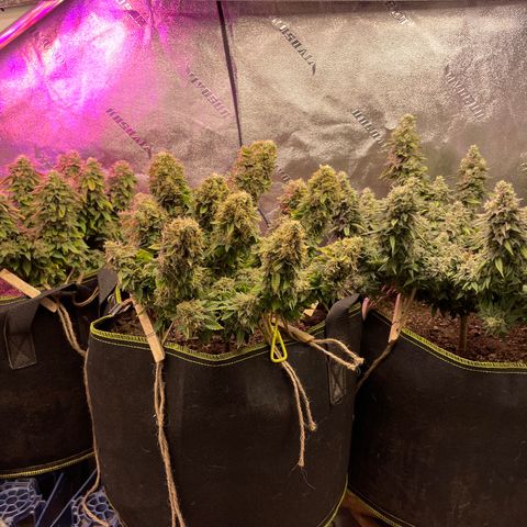 Unknown strain growlog timeline photo