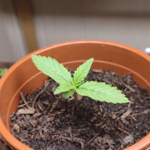 Clarisse (ST1) growlog timeline photo