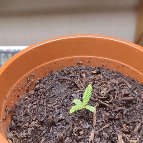Holly (SP) growlog timeline photo