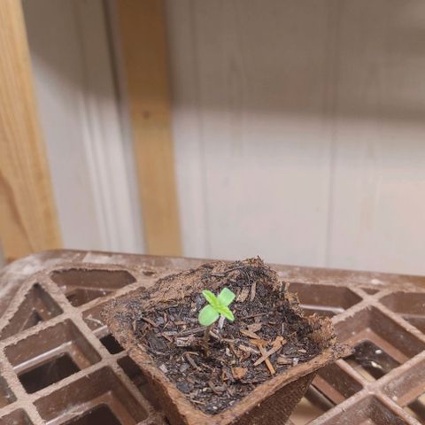 Alice (ST2) growlog timeline photo