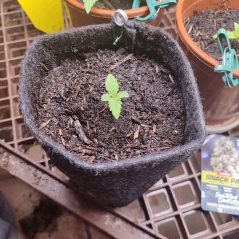 Alice (ST2) growlog photo: Tangie #2 umgetopft 