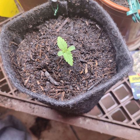 Alice (ST2) growlog timeline photo