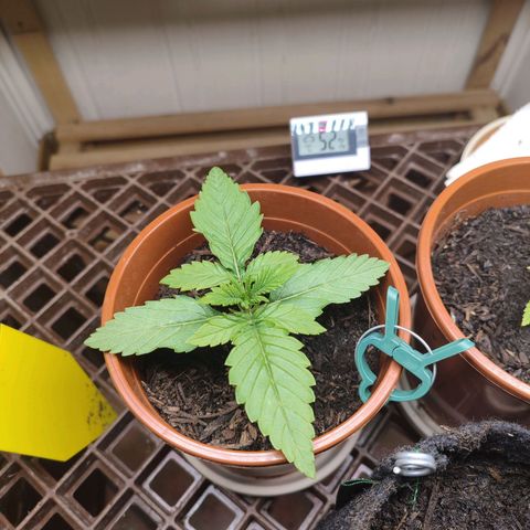 Clarisse (ST1) growlog photo: 3. Blattpaar