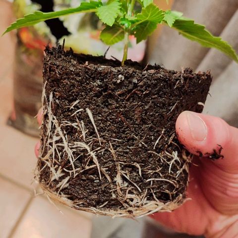 Clarisse (ST1) growlog timeline photo