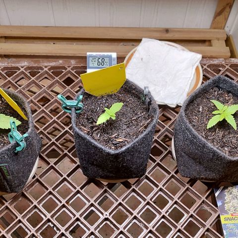 Holly (SP) growlog timeline photo